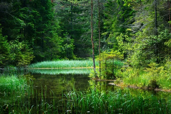 Fluss im Naturpark Endla, Estland — Stockfoto