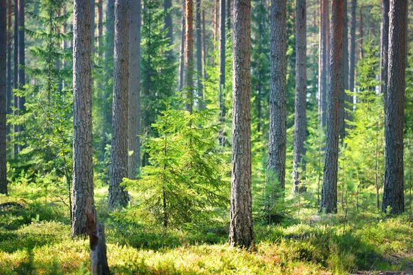 Kiefernwald in Finnland — Stockfoto