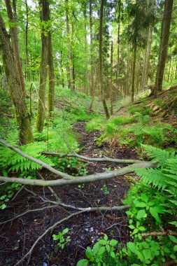 kayın ağacı orman Almanya
