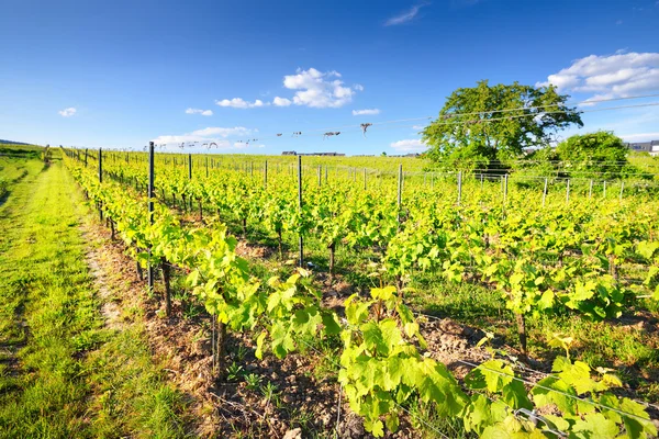 Vinmarkslandskap i Pfalz – stockfoto