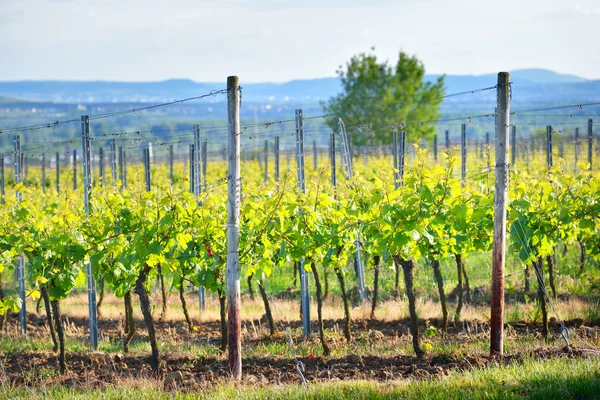 Vinmarkslandskap med vindgeneratorer – stockfoto