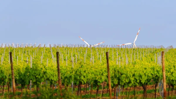 Vinmarkslandskap med vindgeneratorer – stockfoto