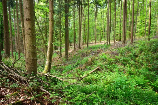 Beech tree forest in Germany — Stock Photo, Image