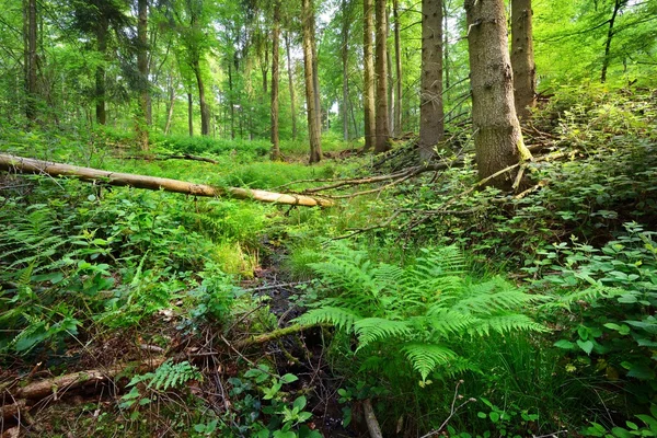 Beech tree forest in Germany — Stock Photo, Image