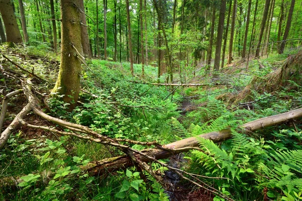 Beech tree forest in Germany — Stock Photo, Image