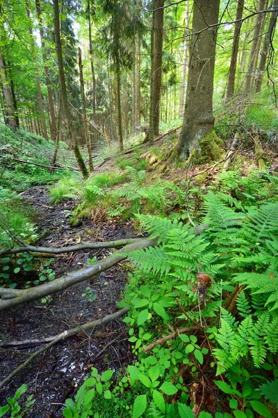 Boom beukenbos in Duitsland — Stockfoto