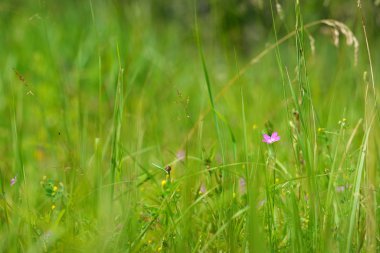 Yeşil çimenlerin üzerinde filed