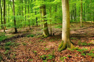 kayın ağacı orman Almanya