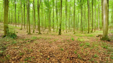 kayın ağacı orman Almanya