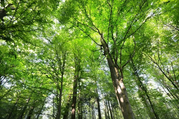 Δάση οξιάς στη Γερμανία — Φωτογραφία Αρχείου