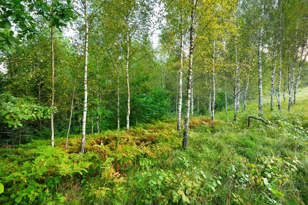 Floresta de bétula na Letónia — Fotografia de Stock
