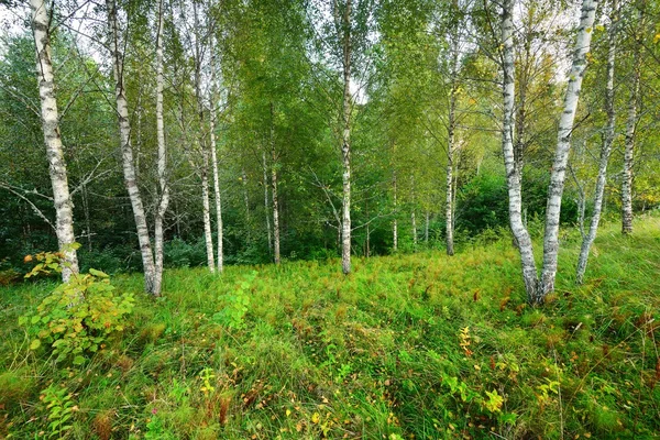 Björk träd skog i Lettland — Stockfoto