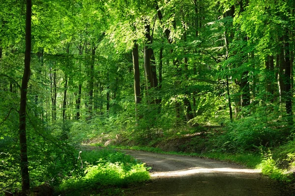 Floresta de faia na Alemanha — Fotografia de Stock