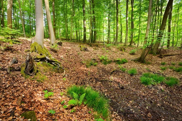 Beech tree forest in Germany — Stock Photo, Image