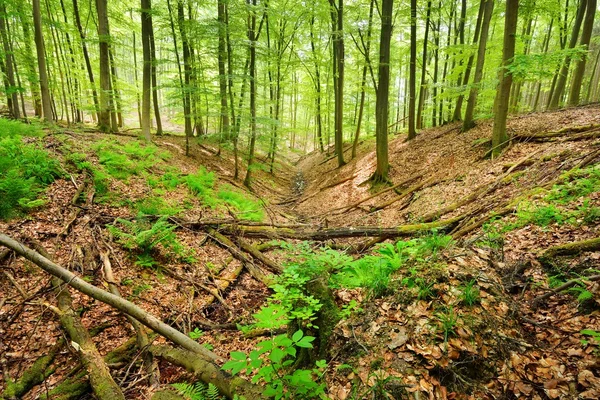 Beech tree forest in Germany — Stock Photo, Image