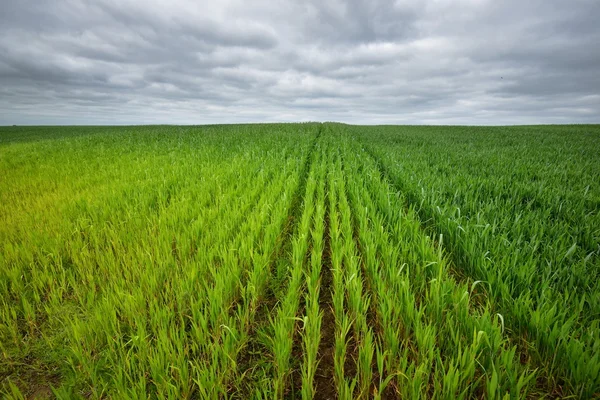 Campo en el campo en Alemania —  Fotos de Stock