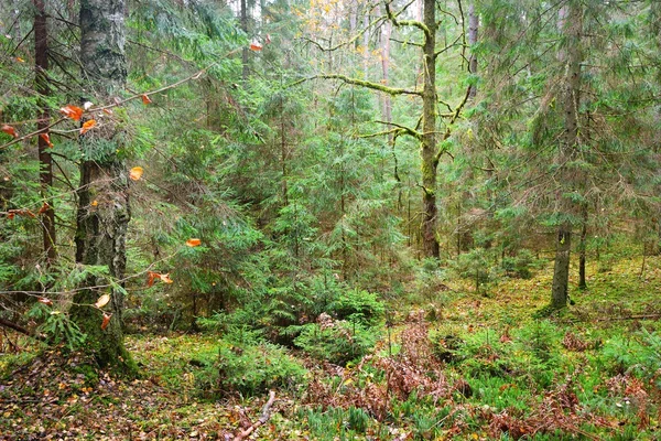 Floresta do pinheiro — Fotografia de Stock