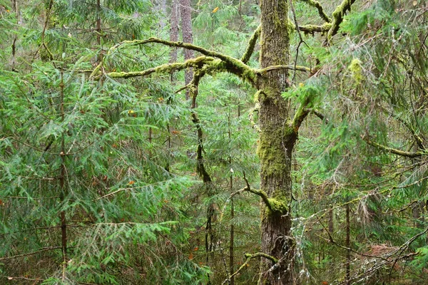 Северный сосновый лес — стоковое фото