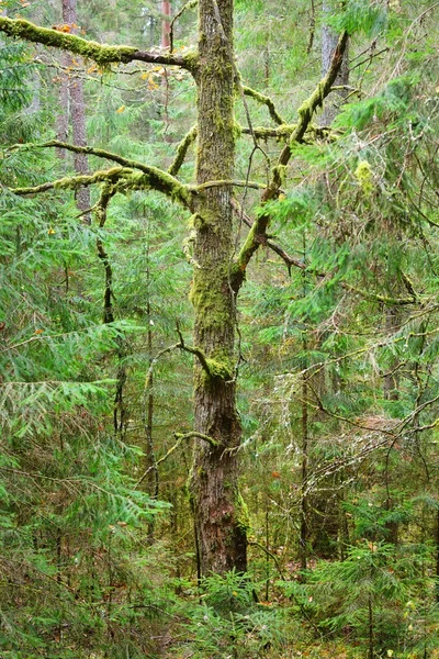 Northern pine forest — Stock Photo, Image