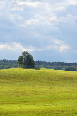 Kırsal alan alanında