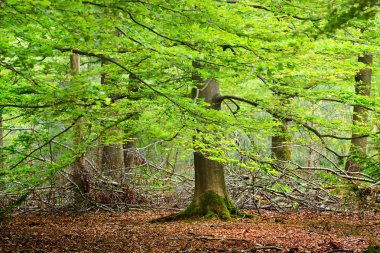 Bahar orman Hollanda