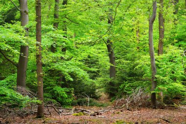 Bahar orman Hollanda