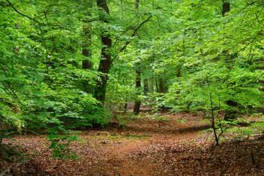 Bir bahar ormandaki geçit
