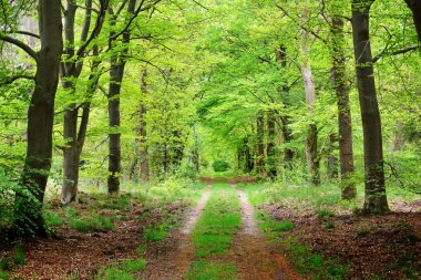 Bir bahar ormandaki geçit