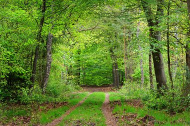 Bir bahar ormandaki geçit