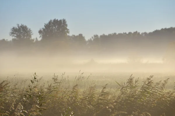 Mgła nad pole — Zdjęcie stockowe