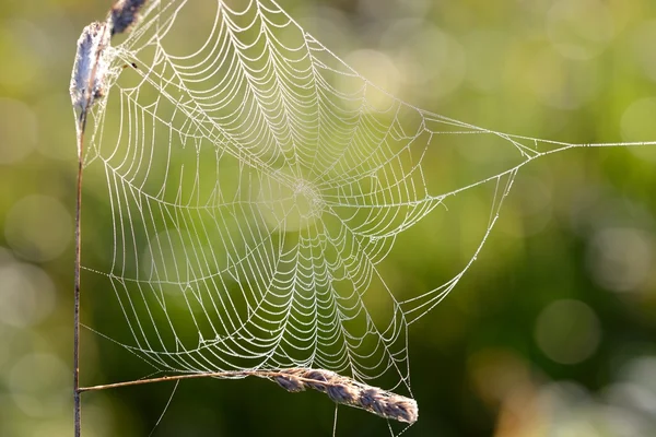 Spinnennetz mit Wassertropfen — Stockfoto