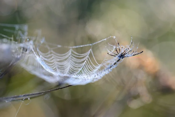 Toile d'araignée avec gouttes d'eau — Photo