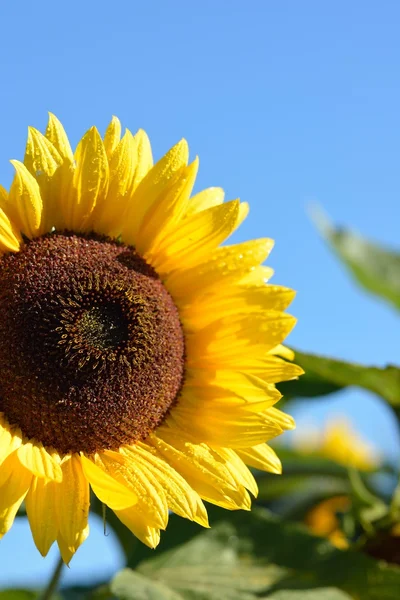 Solros mot blå himmel — Stockfoto