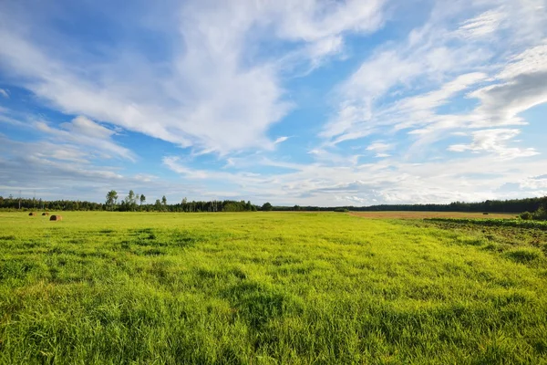 Field in the countryside area — Stock Photo, Image