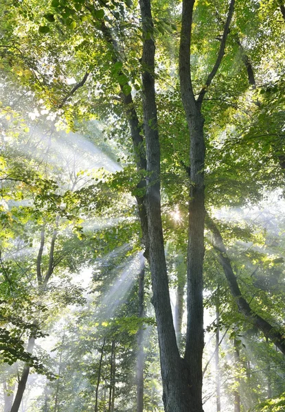 Raios solares em uma névoa na floresta — Fotografia de Stock