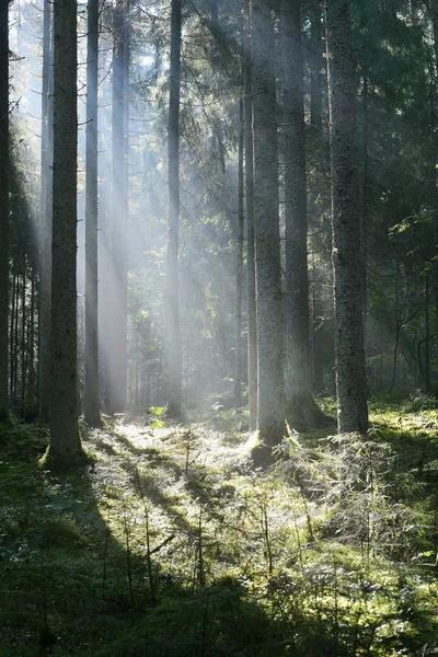 Güneş ışınları ormandaki bir siste — Stok fotoğraf