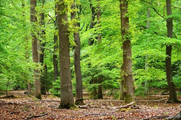 Foresta primaverile nei Paesi Bassi — Foto Stock