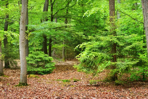 Foresta primaverile nei Paesi Bassi — Foto Stock