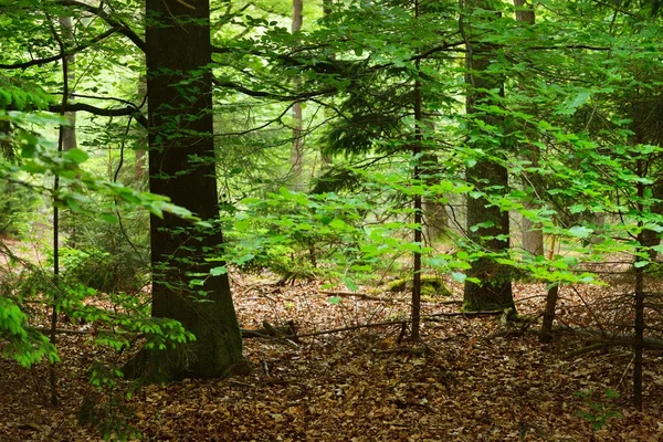 Foresta primaverile nei Paesi Bassi — Foto Stock