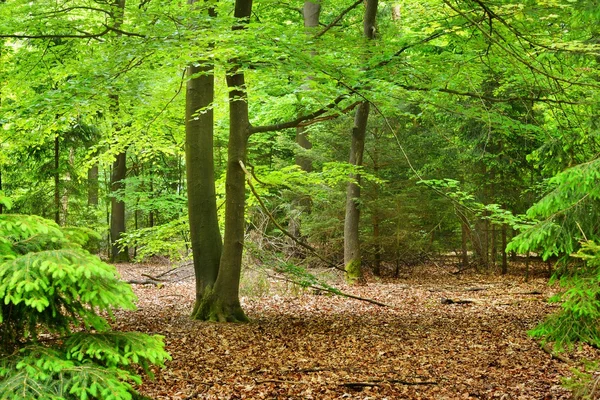 Vår skog i Nederländerna — Stockfoto