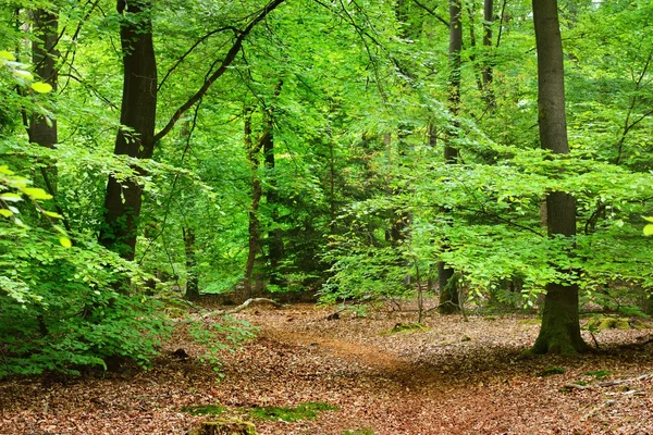 Floresta de Primavera nos Países Baixos — Fotografia de Stock