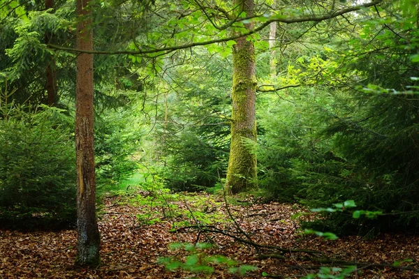Foresta primaverile nei Paesi Bassi — Foto Stock
