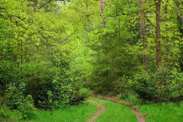 Chodnik w lesie wiosna — Zdjęcie stockowe