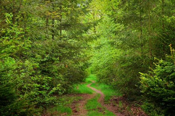 Caminhada em uma floresta de primavera — Fotografia de Stock