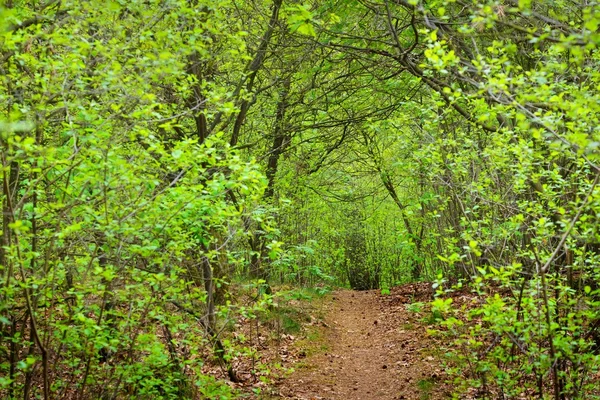 Pasarela en un bosque de primavera — Foto de Stock