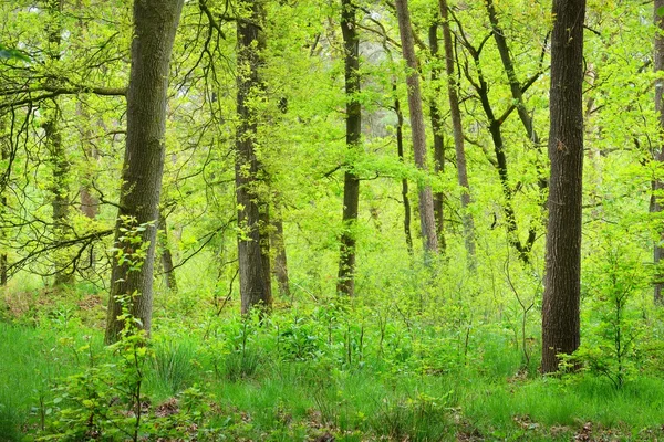 Floresta de Primavera nos Países Baixos — Fotografia de Stock