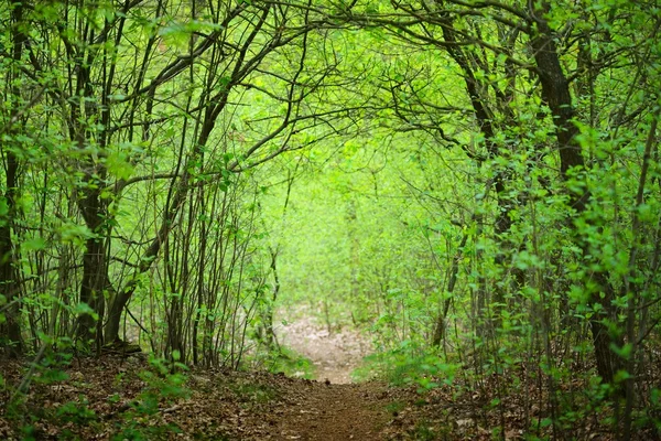 Caminhada em uma floresta de primavera — Fotografia de Stock