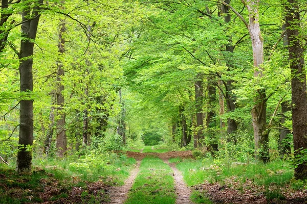 Прогулянка в весняному лісі — стокове фото