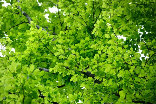 Leaves in spring forest — Stock Photo, Image