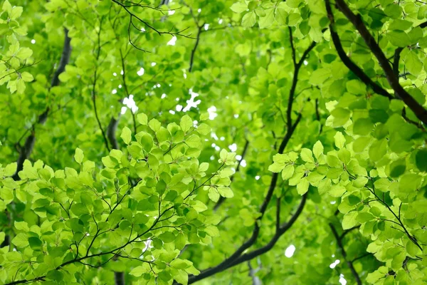 Folhas na floresta de primavera — Fotografia de Stock